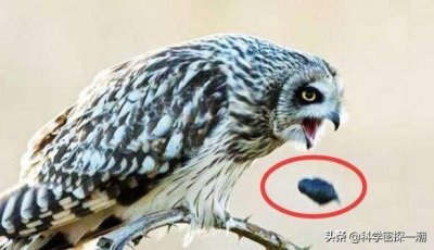 猫头鹰临死前为什么口吐毛球(猫头鹰吐的绒球有病毒吗)