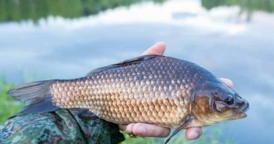 钓鱼人必看!钓鲫鱼用什么打窝好?我这就告诉你