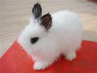 兔子的品种有哪些（盘点各种各样可爱的兔子）