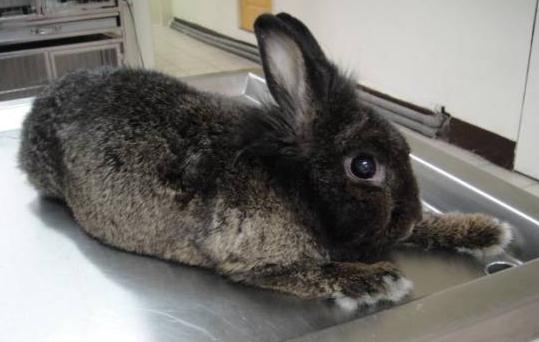 兔子的品种有哪些（盘点各种各样可爱的兔子）