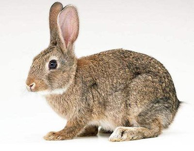 兔子的品种有哪些（盘点各种各样可爱的兔子）