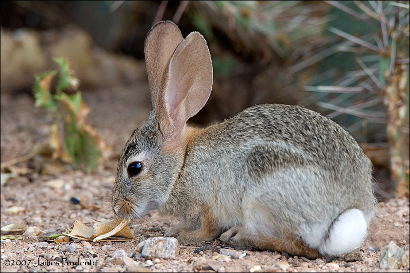 兔子的品种有哪些（盘点各种各样可爱的兔子）