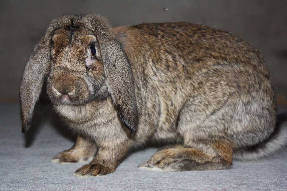 兔子的品种有哪些（盘点各种各样可爱的兔子）