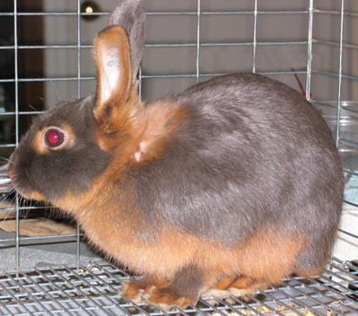 兔子的品种有哪些（盘点各种各样可爱的兔子）