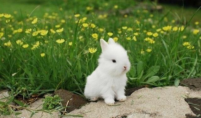 兔子的品种有哪些（盘点各种各样可爱的兔子）