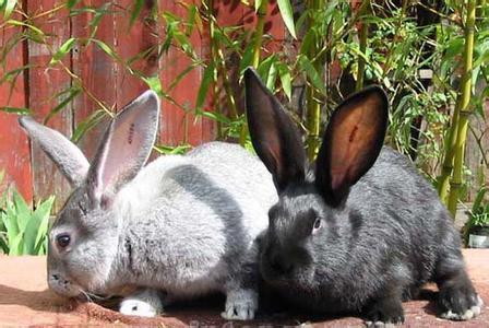 兔子的品种有哪些（盘点各种各样可爱的兔子）
