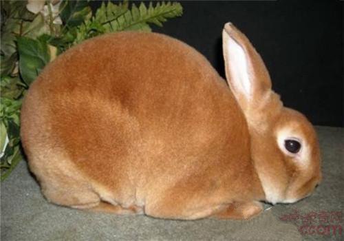 兔子的品种有哪些（盘点各种各样可爱的兔子）