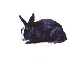 兔子的品种有哪些（盘点各种各样可爱的兔子）