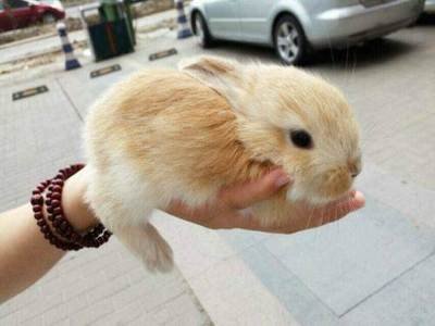 兔子的品种有哪些（盘点各种各样可爱的兔子）