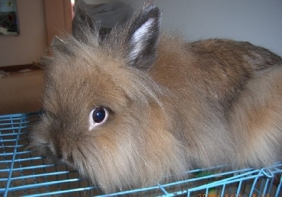 兔子的品种有哪些（盘点各种各样可爱的兔子）