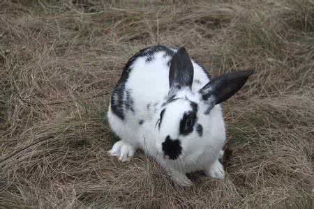 兔子的品种有哪些（盘点各种各样可爱的兔子）