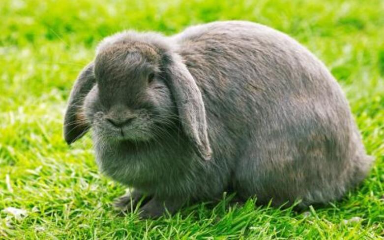 兔子的品种有哪些（盘点各种各样可爱的兔子）