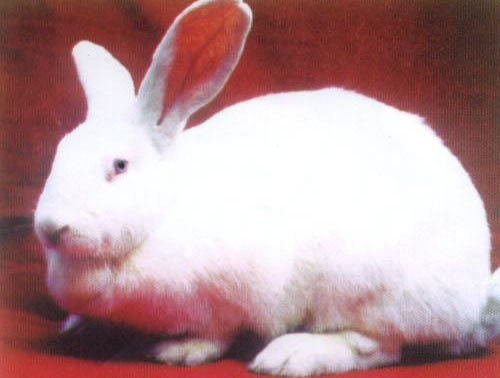 兔子的品种有哪些（盘点各种各样可爱的兔子）