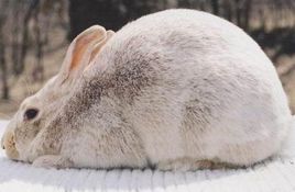 兔子的品种有哪些（盘点各种各样可爱的兔子）