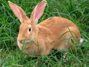 兔子的品种有哪些（盘点各种各样可爱的兔子）