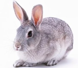 兔子的品种有哪些（盘点各种各样可爱的兔子）