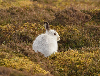 兔子的品种有哪些（盘点各种各样可爱的兔子）