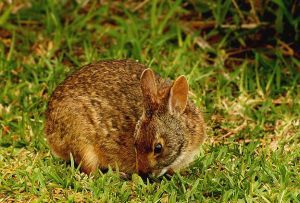 兔子的品种有哪些（盘点各种各样可爱的兔子）