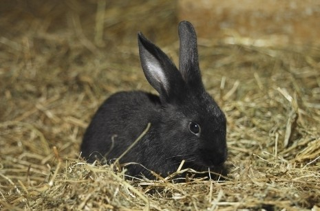 兔子的品种有哪些（盘点各种各样可爱的兔子）