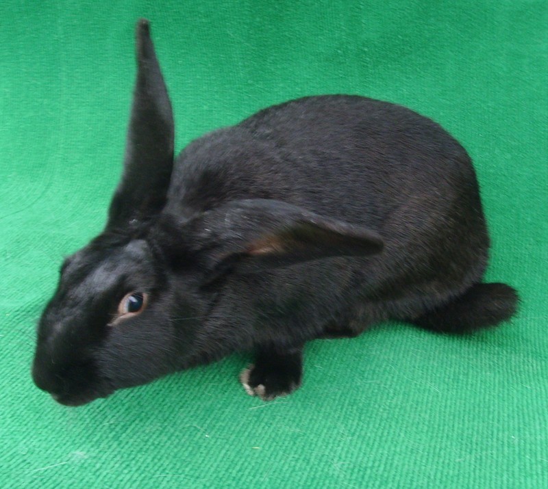 兔子的品种有哪些（盘点各种各样可爱的兔子）