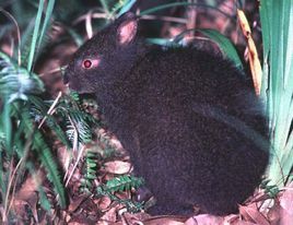 兔子的品种有哪些（盘点各种各样可爱的兔子）