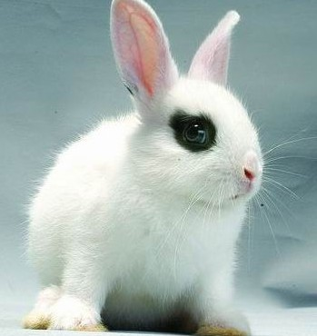 兔子的品种有哪些（盘点各种各样可爱的兔子）