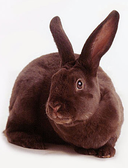 兔子的品种有哪些（盘点各种各样可爱的兔子）