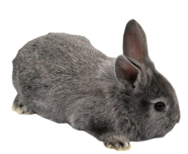 兔子的品种有哪些（盘点各种各样可爱的兔子）