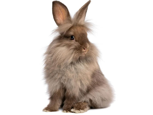 兔子的品种有哪些（盘点各种各样可爱的兔子）