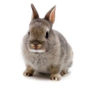 兔子的品种有哪些（盘点各种各样可爱的兔子）