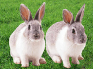 兔子的品种有哪些（盘点各种各样可爱的兔子）