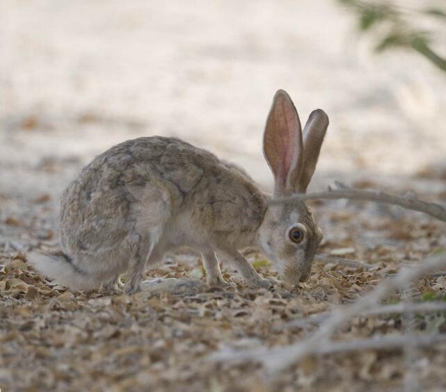 兔子的品种有哪些（盘点各种各样可爱的兔子）