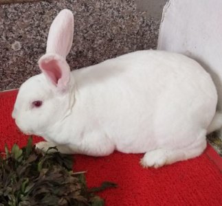 ​兔子的品种有哪些（盘点各种各样可爱的兔子）
