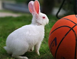 兔子的品种有哪些（盘点各种各样可爱的兔子）