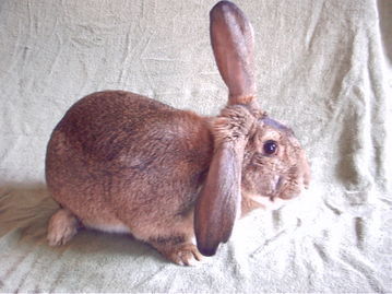 兔子的品种有哪些（盘点各种各样可爱的兔子）