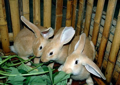 兔子的品种有哪些（盘点各种各样可爱的兔子）