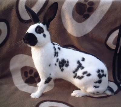 兔子的品种有哪些（盘点各种各样可爱的兔子）