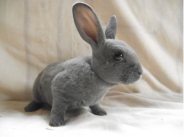 兔子的品种有哪些（盘点各种各样可爱的兔子）