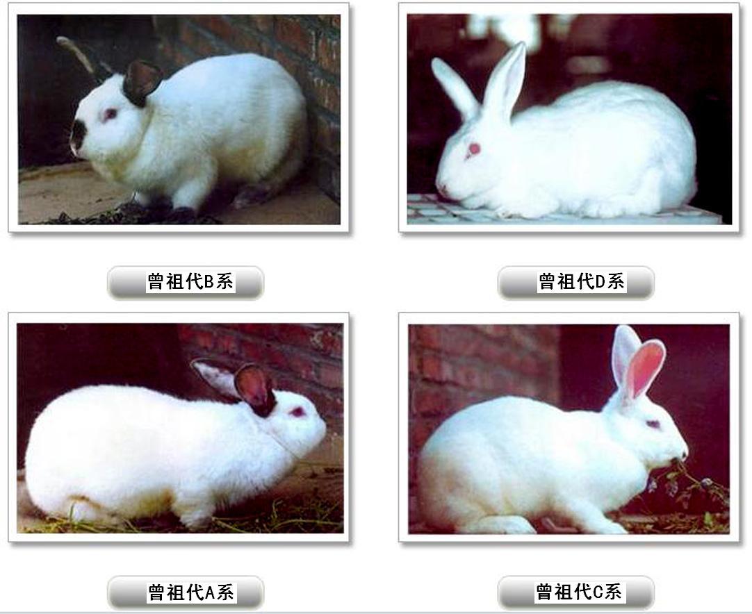 兔子的品种有哪些（盘点各种各样可爱的兔子）