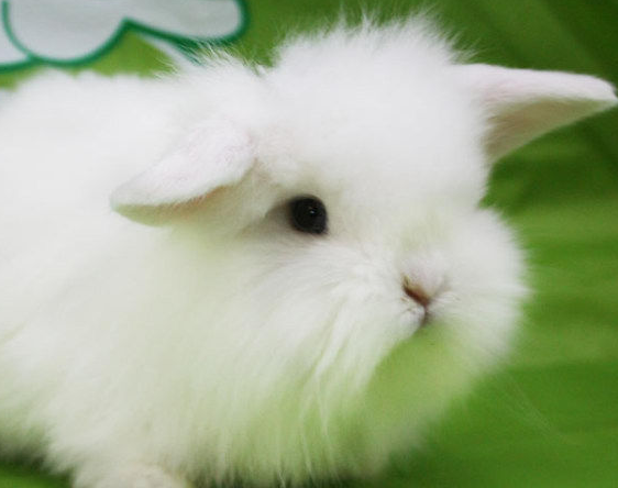 兔子的品种有哪些（盘点各种各样可爱的兔子）
