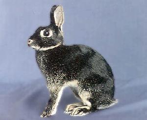 兔子的品种有哪些（盘点各种各样可爱的兔子）