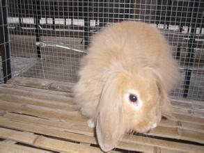 兔子的品种有哪些（盘点各种各样可爱的兔子）