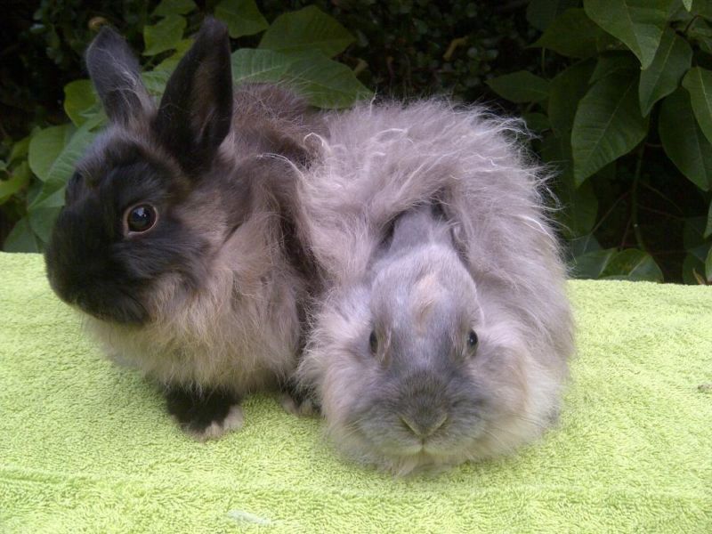 兔子的品种有哪些（盘点各种各样可爱的兔子）