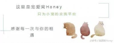 ​养金丝熊的危害(养金丝熊的危害是什么)