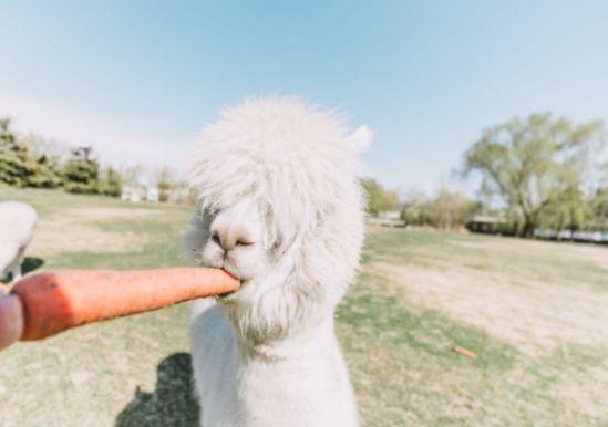 迷住谢娜，玩疯包文婧，新西兰皇后镇，美得想让人待一辈子！