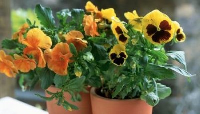 ​净水设备要多少钱？全屋净水器多少钱