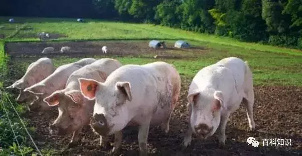 猪八戒照镜子歇后语（猪八戒照镜子里外不是人）