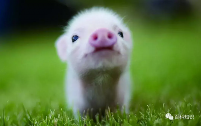 ​猪八戒照镜子歇后语（猪八戒照镜子里外不是人）