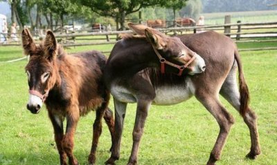 ​动物的繁殖，动物的繁殖除了胎生和卵生外，还有别的繁殖方式？举例说一说？