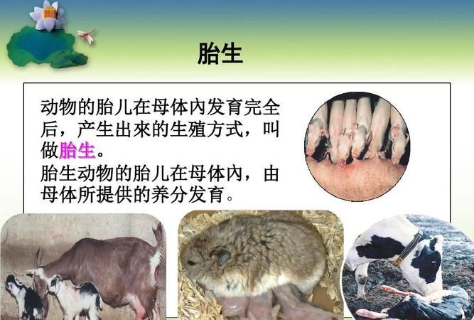 动物的繁殖除了胎生和卵生外，还有别的繁殖方式举例说一说